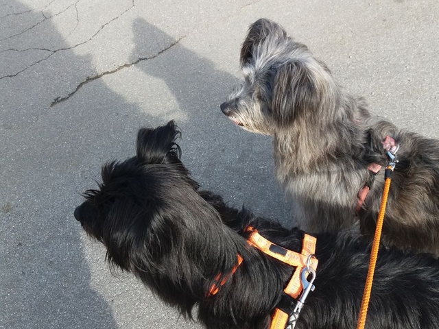 Obermaiselstein 2018 (10)